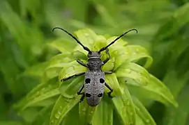 Morimus funereus.