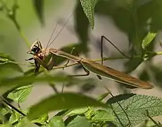 Tenodera sinensis dévorant une abeille