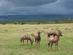 Topis et gazelles de Thomson.