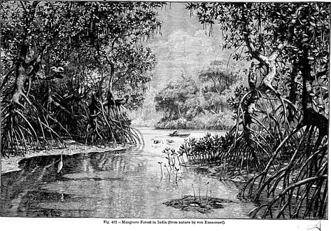 Mangrove forest in India,fig. 482