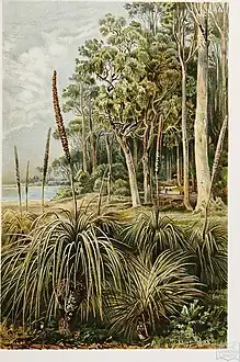 Eucalyptus grove and grass-trees in Australia,planche XVI