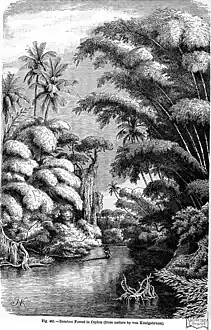 Bamboo Forest in Ceylon,fig. 481