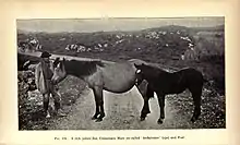 Photographie en noir et blanc d'un homme se tenant à côté d'un cheval à la robe claire, à droite un poney à robe noire