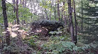 Un bloc erratique en forêt, couvert de mousse et de fougères.