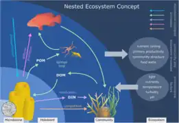 Holobionte d'éponge marine.