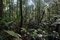 Forêt au sommet du mont Mimongo (Gabon).