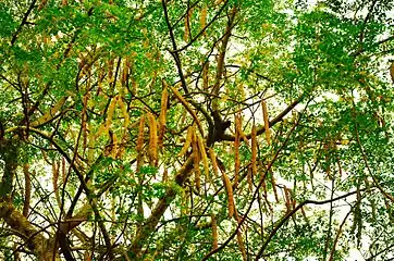 Capsules mûres de Moringa oleifera dans l'arbre.