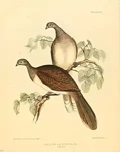 Description de l'image The zoology of the voyage of H.M.S. Sulphur (8330020110).jpg.