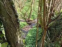 Vue d'un terrain accidenté avec des arbres et un ruisseau