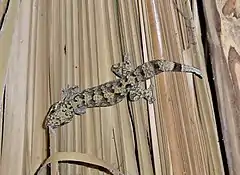 Le grand mabouya (Thecadactylus rapicauda)