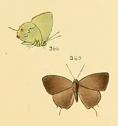Description de l'image Thecla badeta - Illustrations of diurnal Lepidoptera 58 (cropped).jpg.