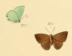 Description de l'image Thecla biblia - Illustrations of diurnal Lepidoptera 59 (cropped).jpg.