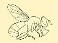 Thecophora