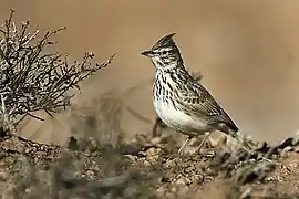 Cochevis de Thékla