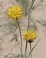 Thelesperma megapotamicum appelé aussi thé navajo (États-Unis).