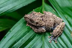 Description de l'image Theloderma horridum, Horrible bug-eyed frog - Betong District, Yala Province (50770100051).jpg.