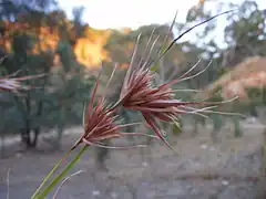 Une fleur de Themeda triandra.