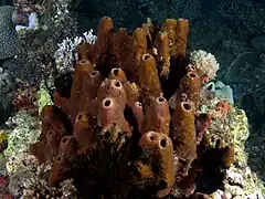 Description de l'image Theonella cylindrica (Tube sponge).jpg.