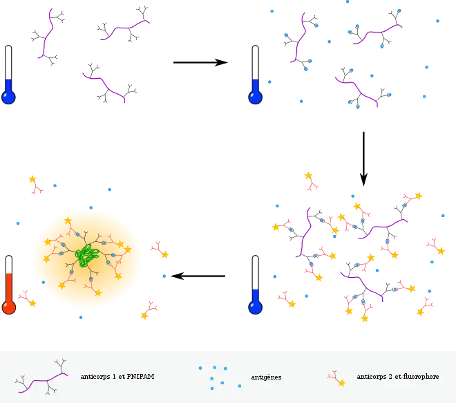 Des anticorps sont conjugués à du PNIPAM ; lorsqu'ils sont mis en présence d'antigènes complémentaires, ils s'accrochent spécifiquement. Un autre anticorps complémentaire de l'antigène, marqué avec un fluorophore, sert à révéler l'interaction. L'augmentation de la température entraîne le repliement du PNIPAM et la concentration de la fluorescence