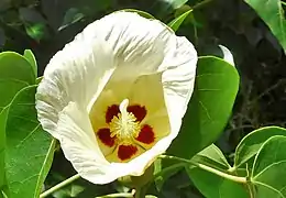 Fleur de Thespesia populnea en Guadeloupe.