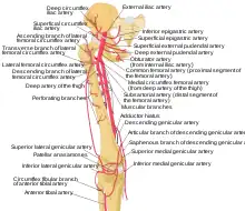 Schéma des artères issues des artères iliaques et fémorales externes.