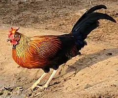 Coq de Lafayette (Gallus lafayetti)