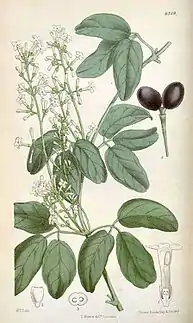  Illustration d'un Jasminum didymum tiré du Curtis Botanical magazine (1878)