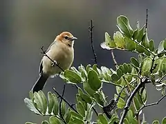 Description de l'image Thlypopsis inornata - Buff-bellied Tanager (cropped).jpg.