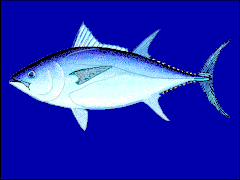 Thunnus maccoyii