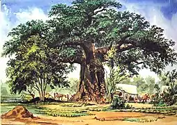 Baobab Tree, South Africa (1861)