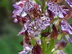 Une thomise enflée camouflée sur une fleur d'orchis pourpre.