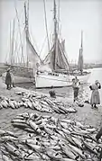 Thoniers de l'île de Groix en 1913.