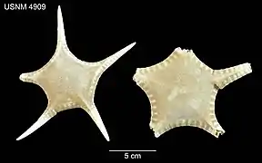 Thoracaster magnus (USNM)