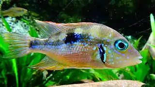 Thorichthys aureus