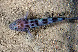 Thorogobius ephippiatus