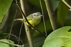 Description de l'image Three-banded warbler.jpg.