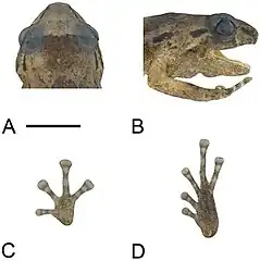 Description de l'image Three-new-species-of-Oreophryne-(Anura-Microhylidae)-from-Papua-New-Guinea-ZooKeys-333-093-g001.jpg.