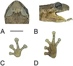Description de l'image Three-new-species-of-Oreophryne-(Anura-Microhylidae)-from-Papua-New-Guinea-ZooKeys-333-093-g006.jpg.