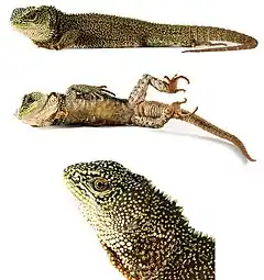 Description de l'image Three-new-species-of-woodlizards-(Hoplocercinae-Enyalioides)-from-northwestern-South-America-zookeys-494-107-g005.jpg.