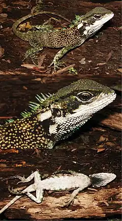 Description de l'image Three-new-species-of-woodlizards-(Hoplocercinae-Enyalioides)-from-northwestern-South-America-zookeys-494-107-g008.jpg.