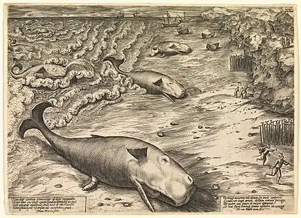 2 : Trois baleines échouées, 1577.