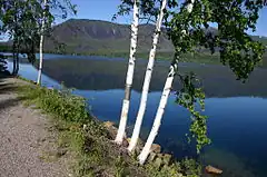 Description de l'image Three Betula papyrifera by McDonald Lake.jpg.