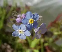 Fleurs de Myosotis cespiteux.