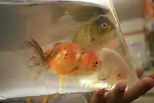 3 poissons rouges de couleurs variées