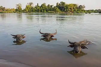 Trois buffles d'Asie (Bubalus bubalis) dans le Mékong à Don An (Si Phan Don, Laos, novembre 2021). Ces animaux de labour ont une corde insérée dans la cloison nasale pour faciliter leur maîtrise, bien qu'ici ils ne soient pas attachés. Libres de circuler partout sur l'île, ils traversent parfois le fleuve.