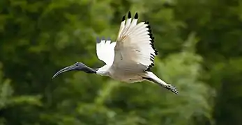 Ibis sacré