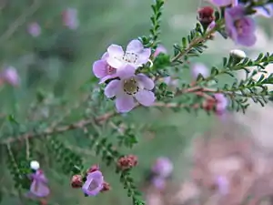 Thryptomene baeckeacea.