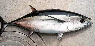 Thunnus alalunga.