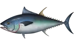 Thunnus thynnus