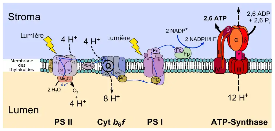 Enzymes membranaires et protéines transporteuses d'électrons de la photophosphorylation non cyclique.    • PS II : photosystème II.    • PQH2 : plastoquinone.    • cyt b6f : complexe cytochrome b6f.    • PC : plastocyanine.    • PS I : photosystème I.    • Fd : ferrédoxine.    • Fp : ferrédoxine-NADP+ réductase.    • ATP synthase.